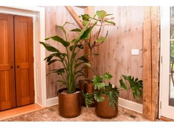 Set Of Three Large Hammered Copper Planters With Live Trees And Plants