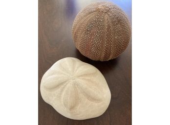 Two Decorative Sea Shells 4in Wide