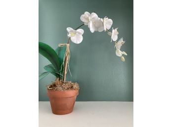 White Orchid In Flowerpot 19in Tall