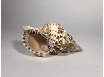 Large Scale Smooth Conch Shell Specimen