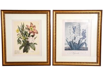 Framed Botanical Prints - Paul Louis Oudart 'Flowers From Bulbs' And S. T. Edwards 'Hyacinths'