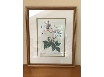 Rosier De Philippe Noisette Botanical Print - 14.5 X 17.5