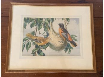 Watercolor Of Two Oriole Birds Signed James Gordon Irving 21x17in Matted Framed Glass