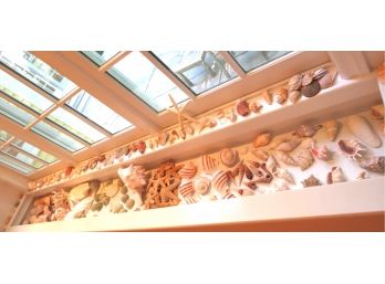 Giant Lot Of Sea Shells And Coral