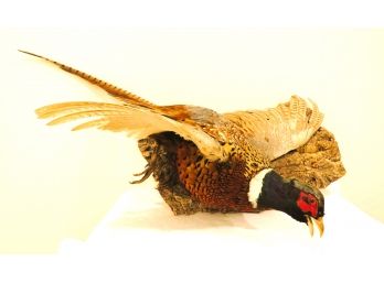 Taxidermy Pheasant Bird On Wood