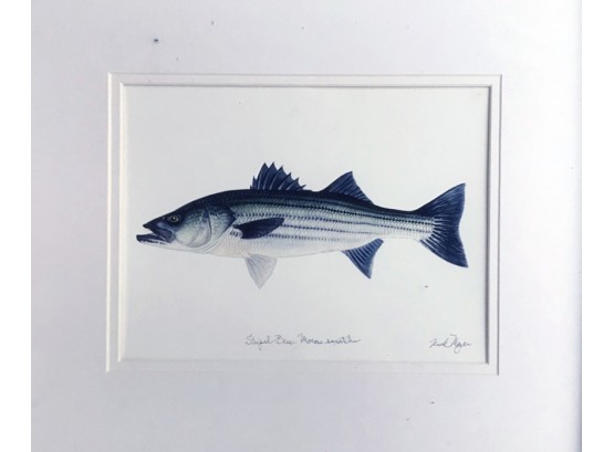 Striped Bass Illustration, Signed Nick Meyer - NEW CAANAN PICKUP