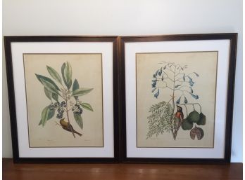 Pair Of Framed Botanicals With Birds