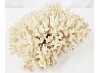 Vintage Genuine Piece Of White Sea Coral