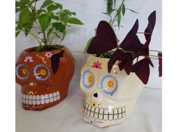Two Super Fun Pottery Skull Planters With Plants