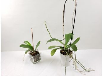 Two Live Potted Orchids