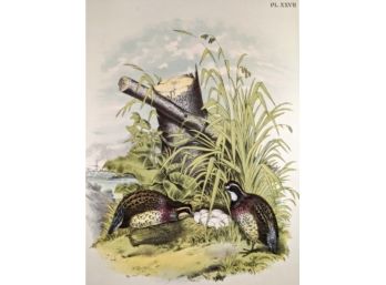1888 Antique Lithographic Book Plate From 'The Birds Of North America' American Quail Tending Their Nest