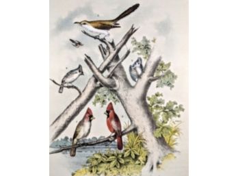 1888 Antique Lithographic Book Plate From 'The Birds Of North America' Cuckoo Titmouse And Cardinal Grosbeak