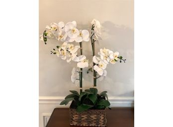 Elegant Silk Orchid