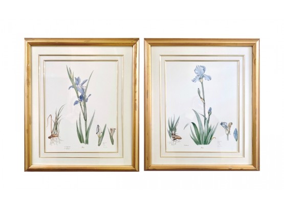 Pair Of Signed Iris Prints In Gold Frames