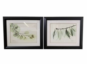 Pair Of Albert Koetsier Botanical Prints