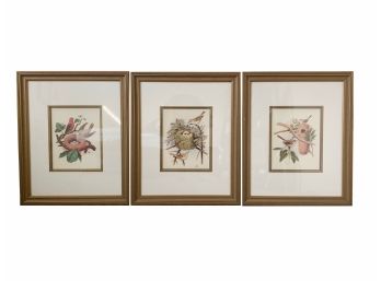 Professionally Framed Ornithological Prints Trio