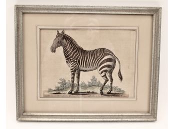 Signed Zebra Engraving By George Edwards (1694-1773) Zebra
