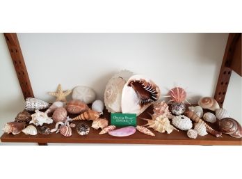 Rare And Unusual Shell Collection