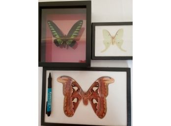 Framed Moth And Butterfly Lot