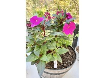 Snap Dragon  New Guinea Impatiens And Basil  Floral House Plant 7