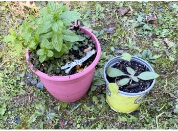 Peppermint And Black Eyed Susan Plant 14