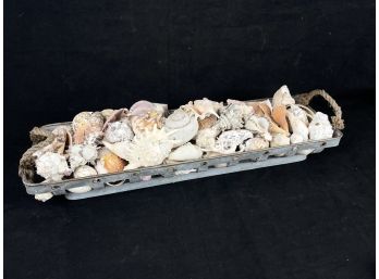 Shell Collection