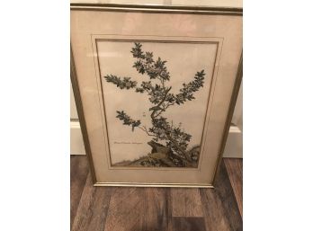 Plante Chinoife: Aubepine Print  17 1/4' X 22 1/4'