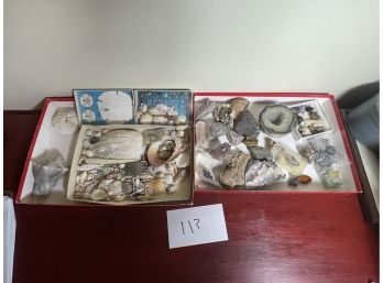 A COLLECTION OF SEASHELLS , FOSSILS, AND MINERALS