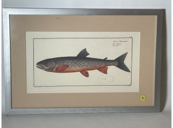 A FRAMED 19TH CENTURY PRINT OF A SALMON