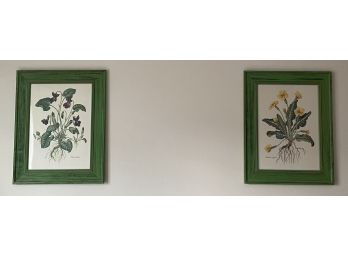 Pair Of Botanical Prints