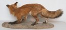 Standing Red Fox Taxidermy Full Body Mount