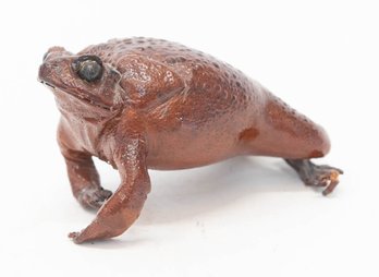 Stuffed Taxidermy Bull Frog Toad