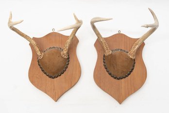 1978 Taxidermy Mounted Deer Antlers