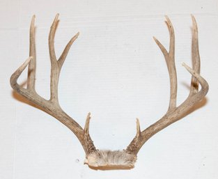 Antler Mount