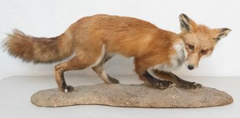 Standing Red Fox Taxidermy Full Body Mount