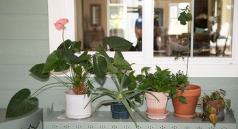 Lot Of Potted Plants Includes Painter's Palette And Aloe