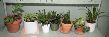 Lot Of Potted Plants Includes Philodendron