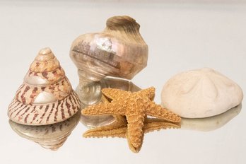 Sea Life Shells