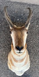 Pronghorn American Antelope Shoulder Mount