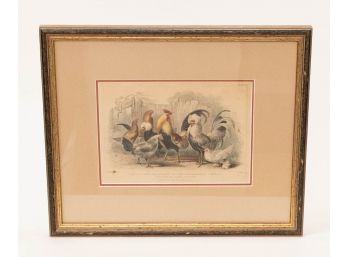 1864 Bird Print Chicken & Hen Print
