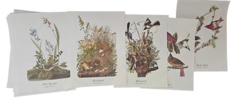 Collection Of Vintage Audubon Best Loved Bird Prints