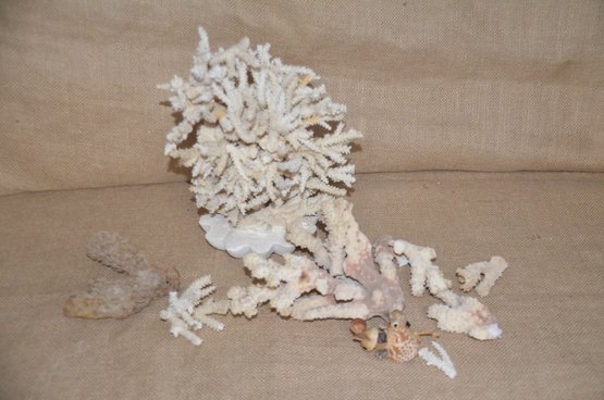 (#91) Large Natural Sea Lace Coral Reef Branch Home Decor Aquarium Tank Sitting Plaster Base - Condition Note