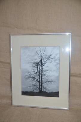 (#128) Framed Photography Picture Of Winter Tree