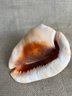 (#107) Vintage Beautiful Conch Sea Shell Hand Carved Cameo Portrait Of A Women 7'