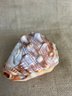 (#107) Vintage Beautiful Conch Sea Shell Hand Carved Cameo Portrait Of A Women 7'