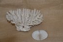 (#29) Natural Sea Lace Coral Reef Branch 9x5