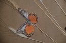 (#90) Frame Butterflies Display