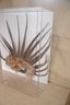 (#49) Mardi Gras Handcrafted Pheasant Feather Mask In Lucite Shadow Box Frame