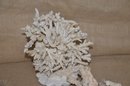 (#91) Large Natural Sea Lace Coral Reef Branch Home Decor Aquarium Tank Sitting Plaster Base - Condition Note