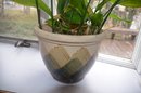 (#2) Peace Lily House Plant In Terra Cotta Planter 12x9